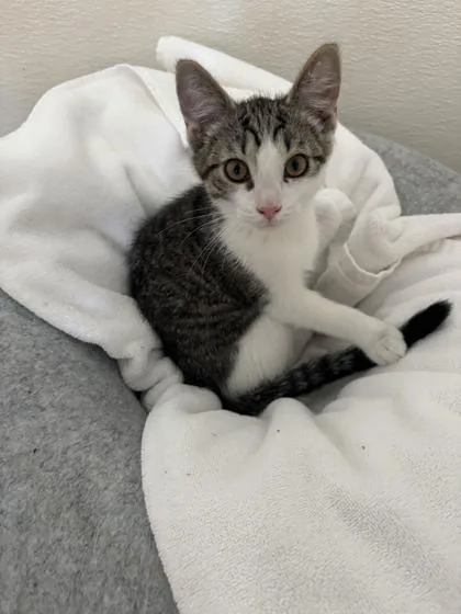 A baby medium-sized male Brown / Chocolate Domestic Short Hair cat named Telophase for adoption in Steamboat Springs, CO