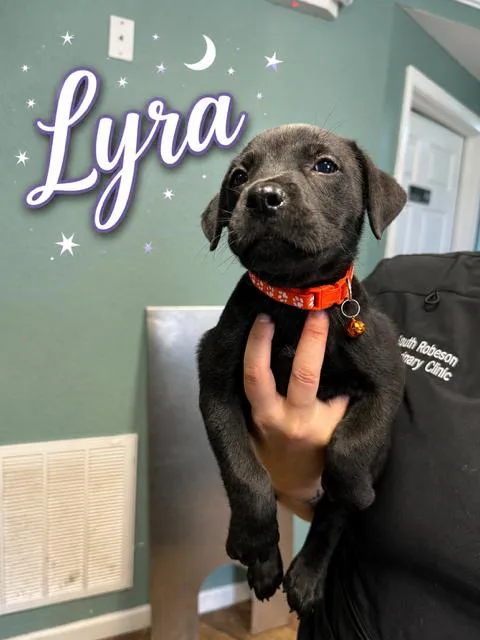 Lyra Just a girl
