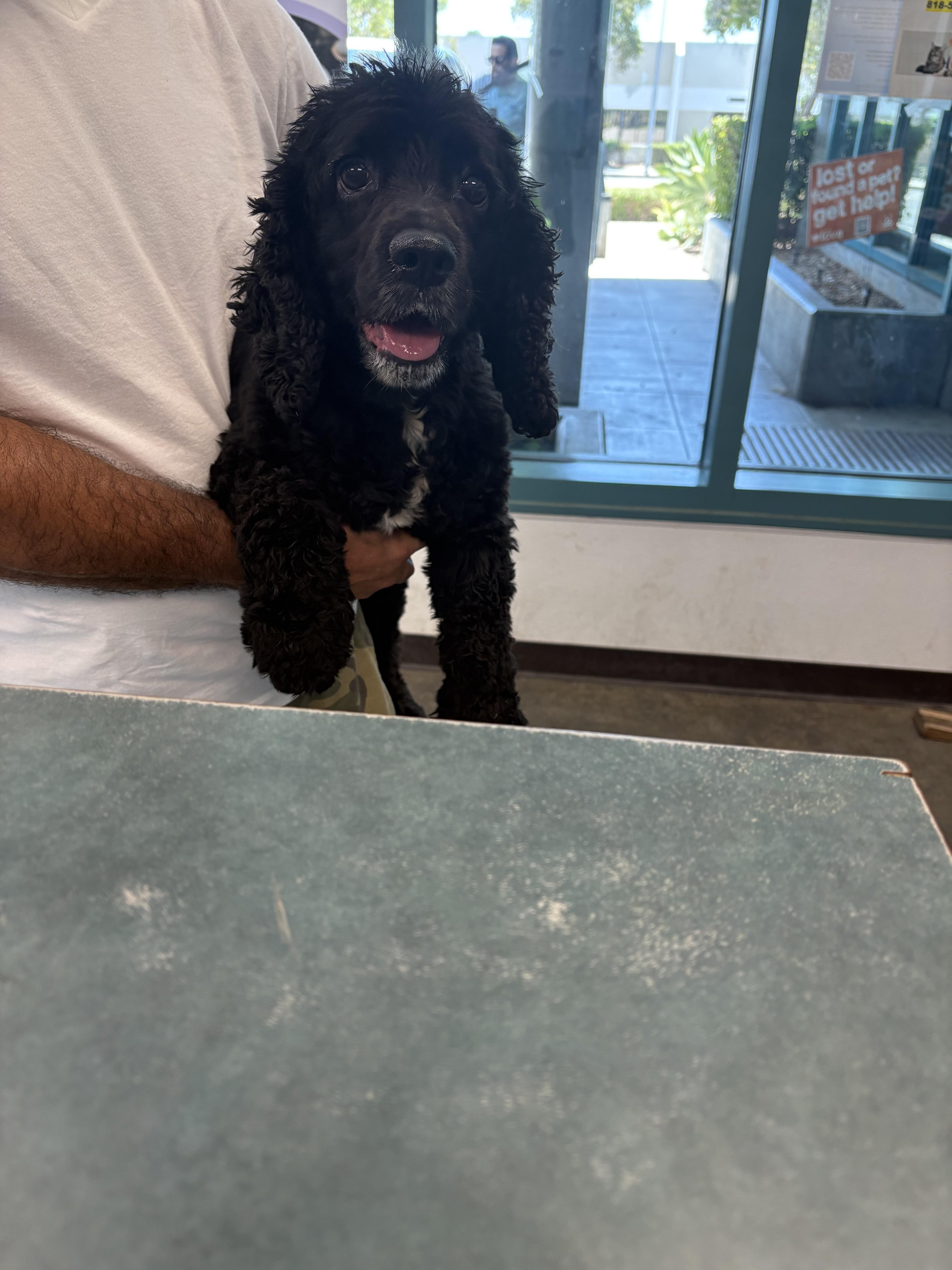 An adult small-sized female Cocker Spaniel dog named Molly for adoption in Chatsworth, CA