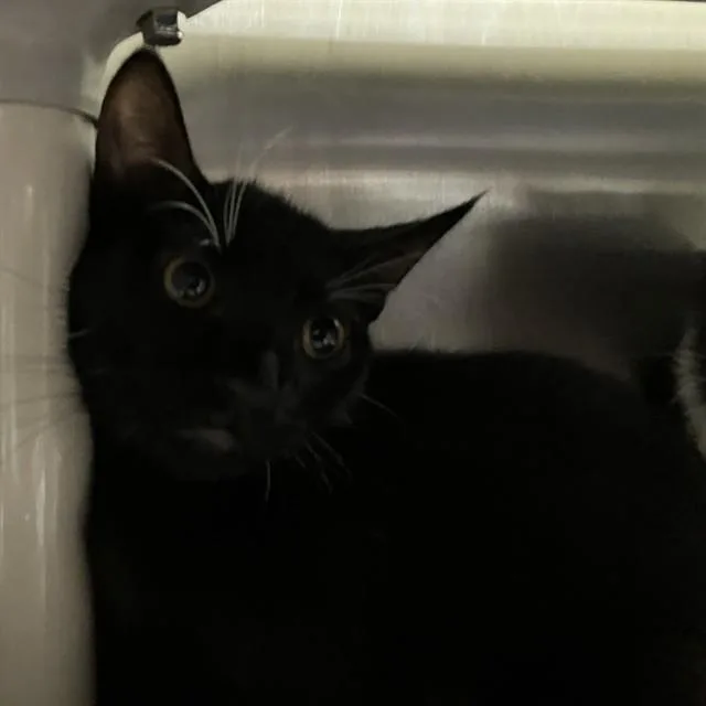 A baby small-sized female Domestic Short Hair cat named Tarot for adoption in Alameda, CA