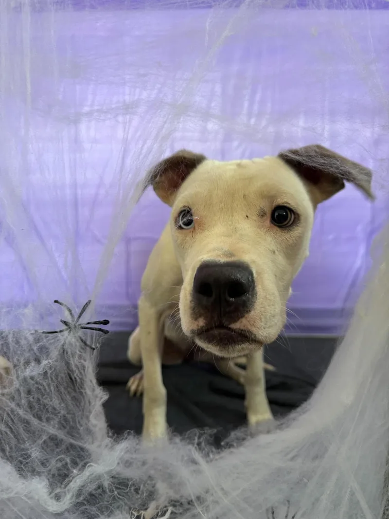 A young medium-sized female Pit Bull Terrier dog named Windy for adoption in Chickasha, OK