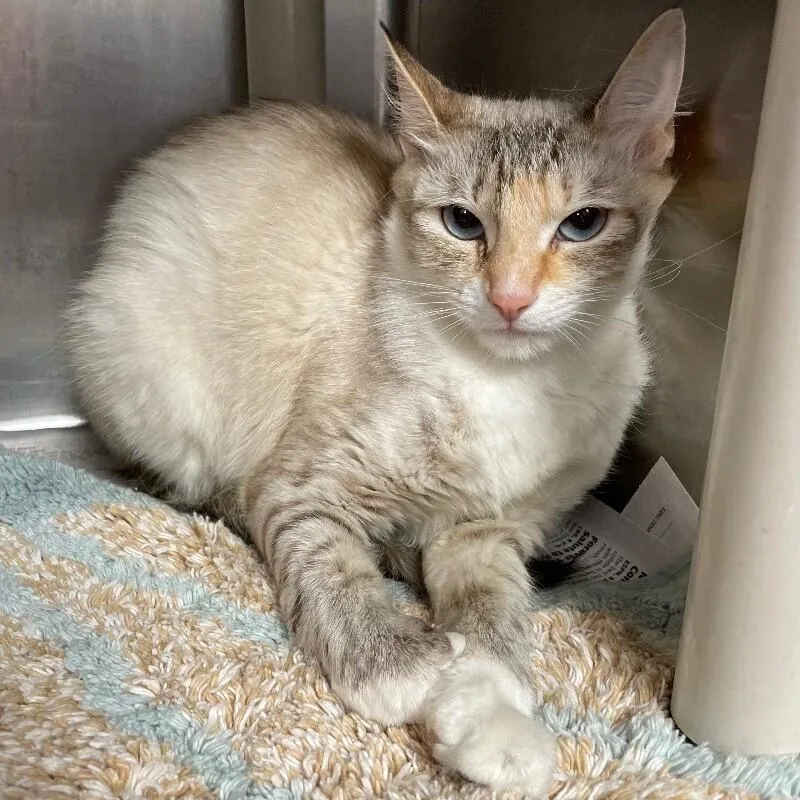 An adult medium-sized female Domestic Short Hair cat named Oreo for adoption in Roanoke, VA