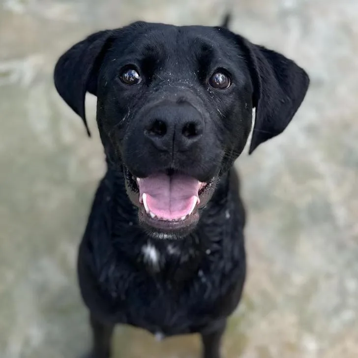 Goldfish Aka Olive thumbnail 2