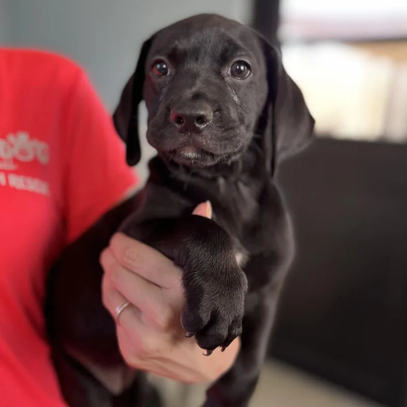 Goldfish Aka Olive thumbnail 3