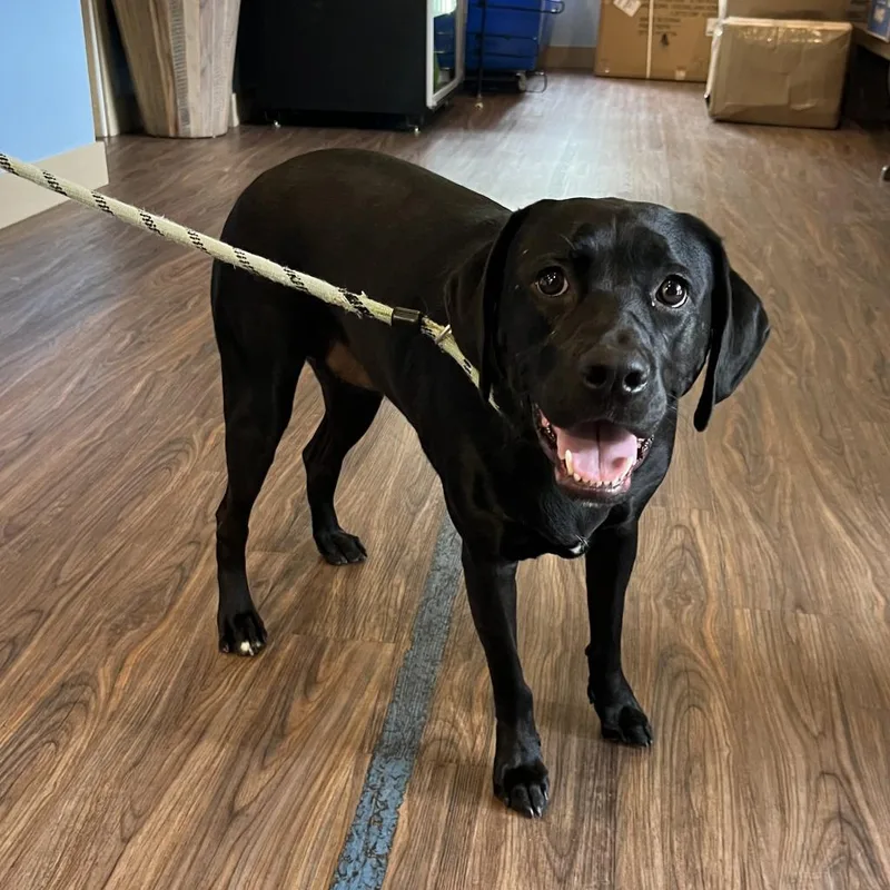 Goldfish Aka Olive thumbnail 4