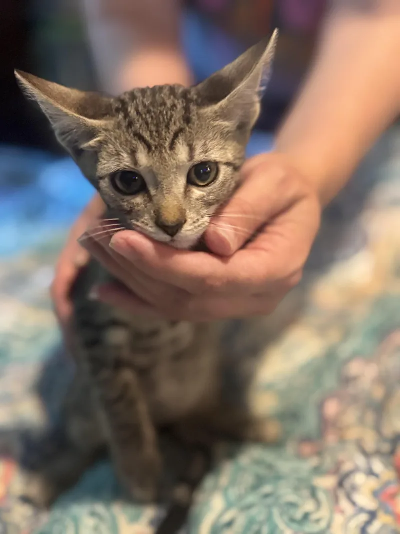 A baby small-sized male Tabby (Brown / Chocolate) Domestic Short Hair cat named Sandy Bigelow for adoption in Liverpool, TX