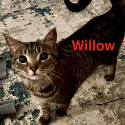 Willow thumbnail 5