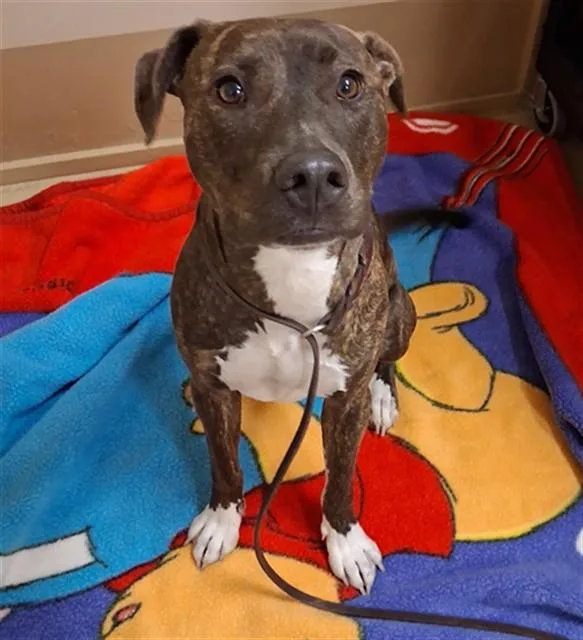 A young large-sized male Pit Bull Terrier dog named Zen for adoption in Chula Vista, CA