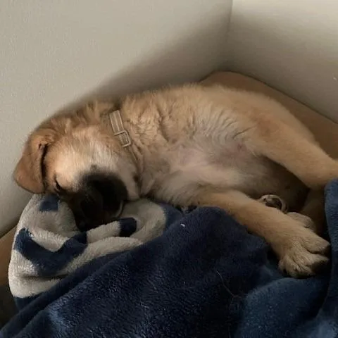 A baby large-sized female Yellow / Tan / Blond / Fawn Great Pyrenees dog named Marshmallow for adoption in Normal, IL