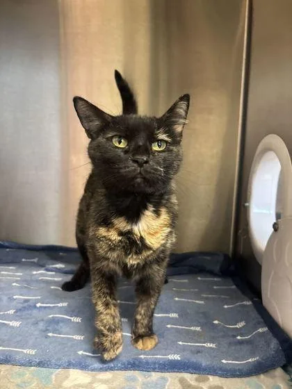 An adult large-sized female Domestic Short Hair cat named Continental Breakfast for adoption in Lafayette, IN