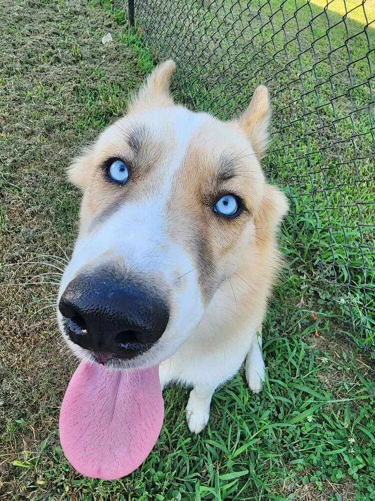 A baby large-sized male Corgi dog named Levi for adoption in Chattanooga, TN