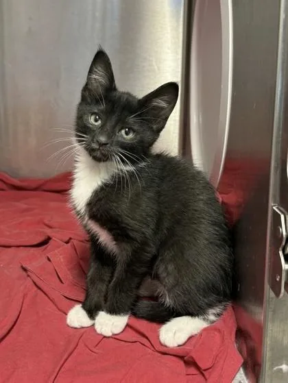 A baby small-sized male Domestic Short Hair cat named Pastrami for adoption in West Chester, PA