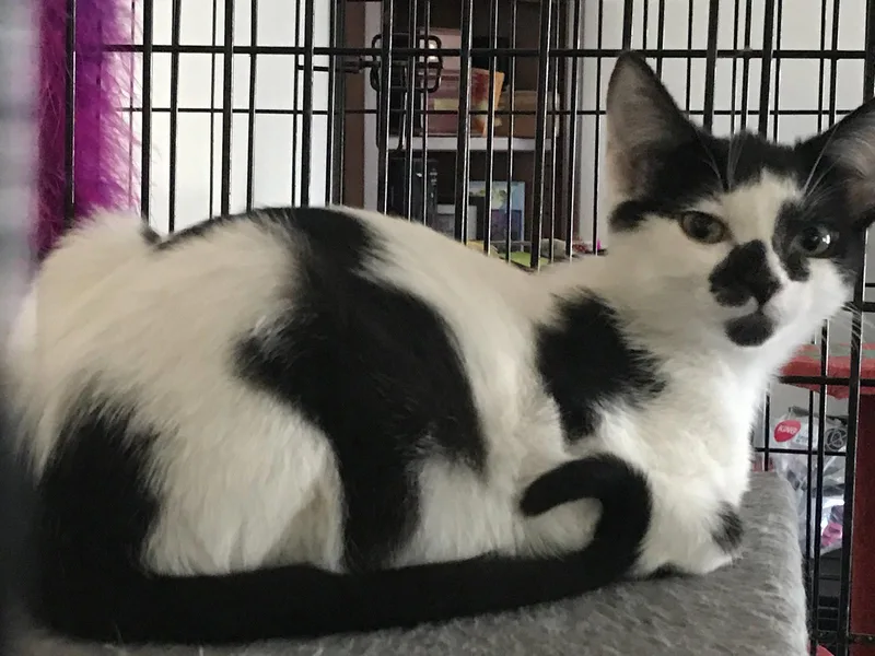 A young small-sized female Black & White / Tuxedo Domestic Short Hair cat named Stella for adoption in Houston, TX