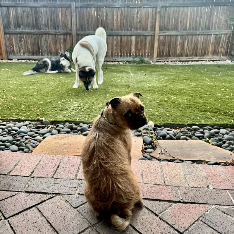 A baby small-sized male Pug dog named Lion for adoption in Mead, CO