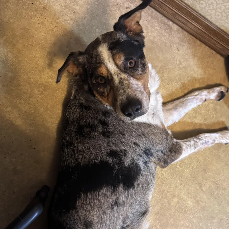 An adult large-sized male Catahoula Leopard Dog dog named Leroy for adoption in Coldwater, MI
