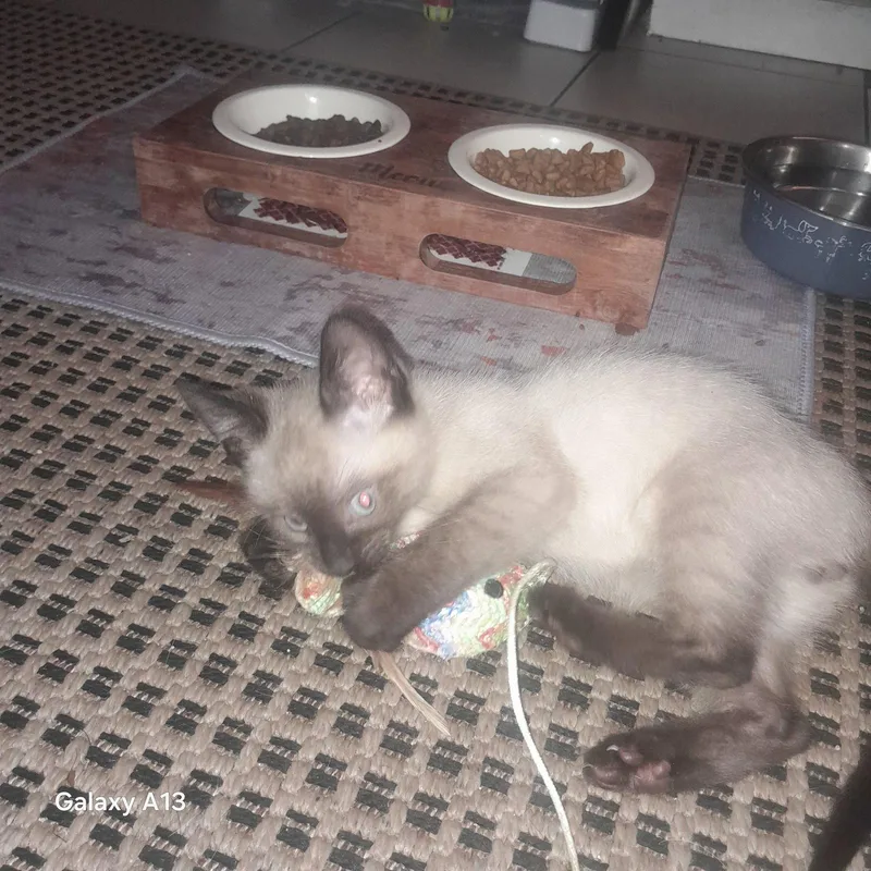 A baby medium-sized male Buff / Tan / Fawn Domestic Short Hair cat named Sam bonded with Tomasa for adoption in Vacaville, CA