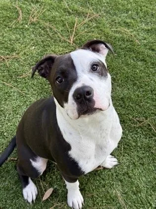 A young large-sized male American Staffordshire Terrier dog named Neo for adoption in Daytona Beach, FL