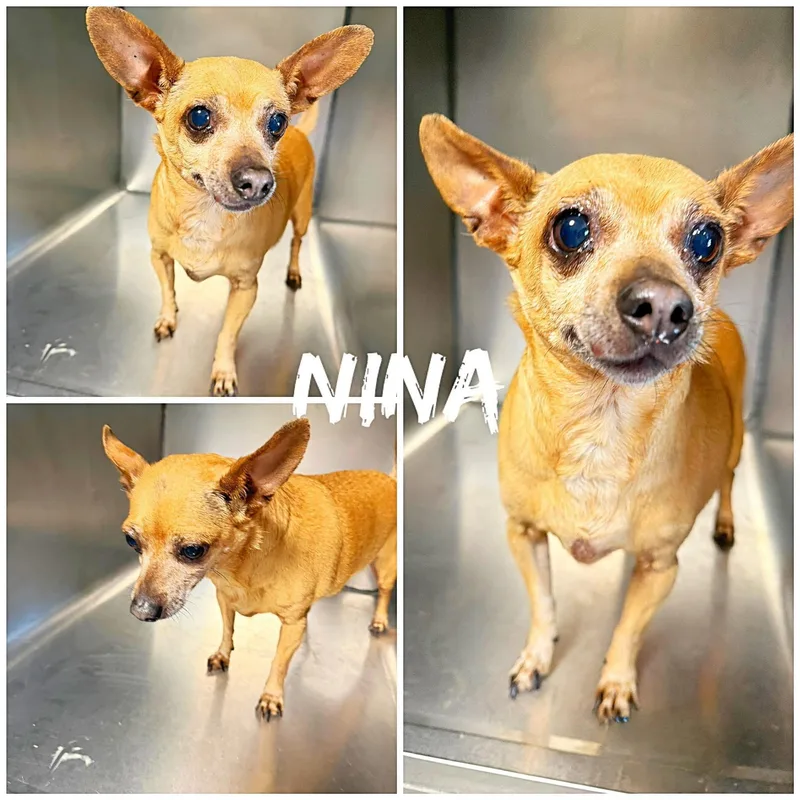 An adult small-sized female Golden Chihuahua dog named Nina for adoption in Saint James, MO