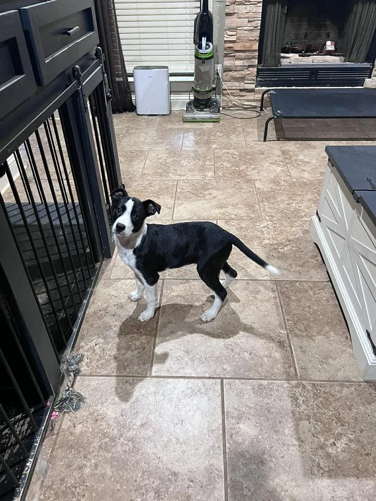 A baby medium-sized male Tricolor (Brown, Black, & White) Labrador Retriever dog named Rusty for adoption in New Bedford, MA