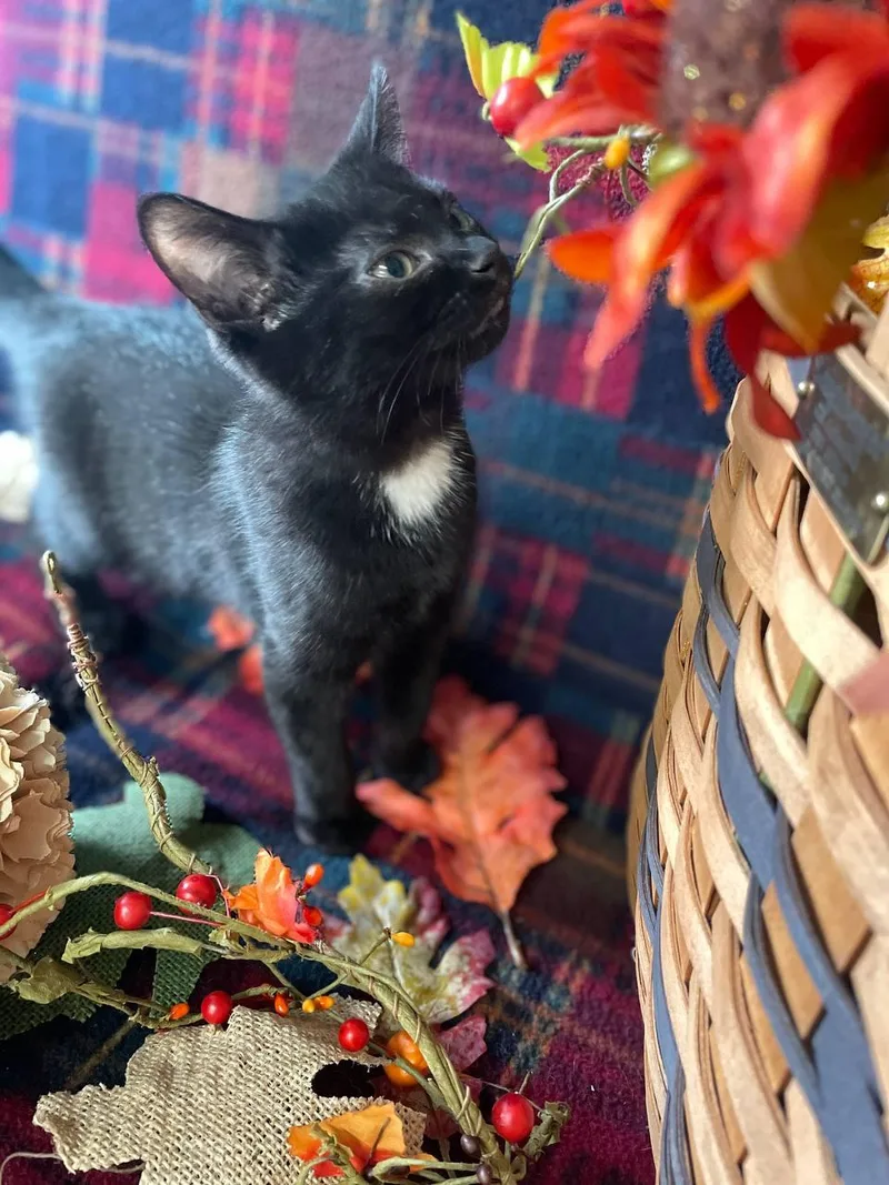 A baby medium-sized male Black Domestic Short Hair cat named Walter for adoption in Hartville, OH