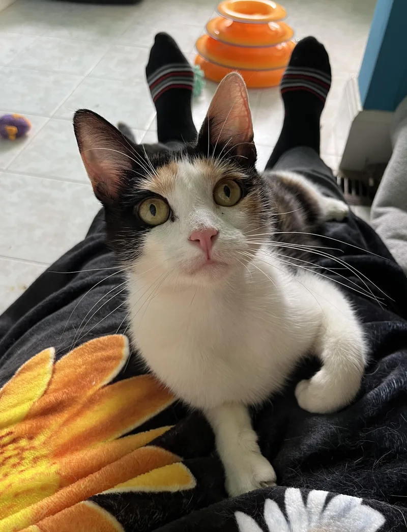 A young medium-sized female Calico cat named Maria for adoption in Kenhorst, PA
