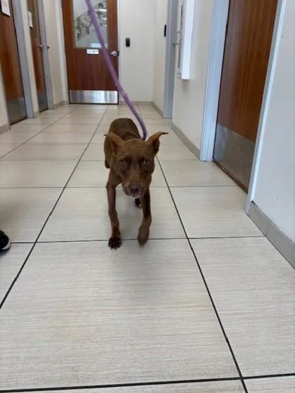 A young medium-sized female Terrier dog named Dawn for adoption in Honolulu, HI