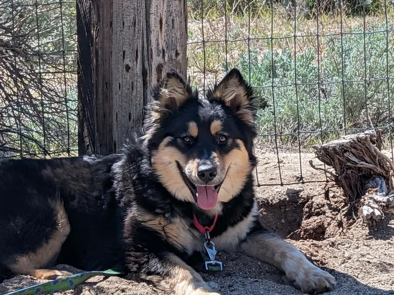 A young medium-sized male German Shepherd Dog dog named Ayla for adoption in Stagecoach, NV