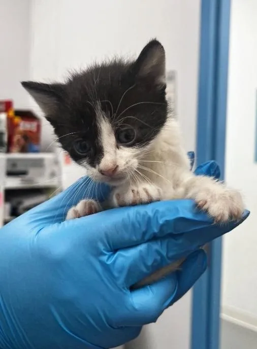A baby small-sized male Domestic Short Hair cat named Mackerel for adoption in Hartsville, SC