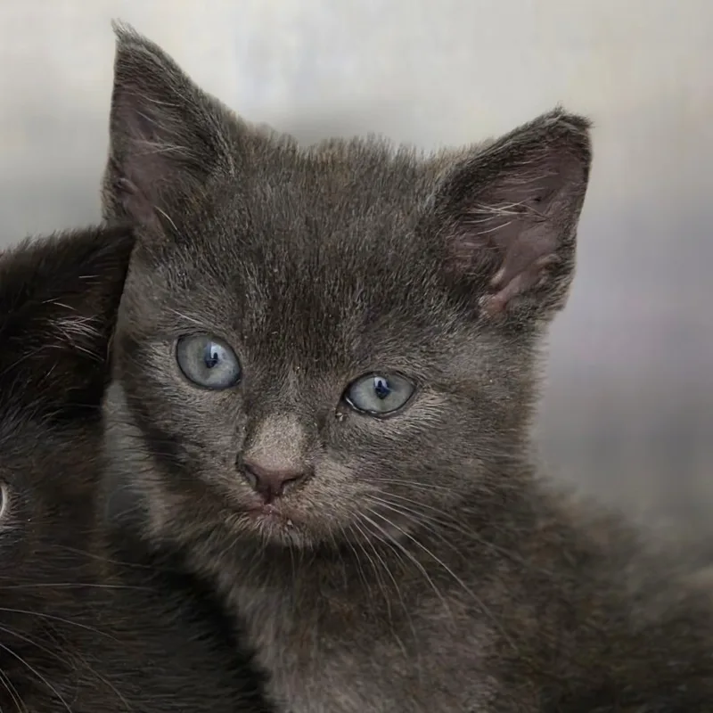 A baby small-sized male Gray / Blue / Silver Domestic Short Hair cat named Oregano for adoption in Chatham, VA