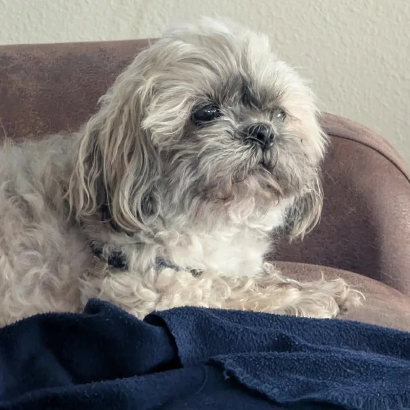 A senior small-sized female Gray / Blue / Silver Shih Tzu dog named Zoe for adoption in Alma, WI