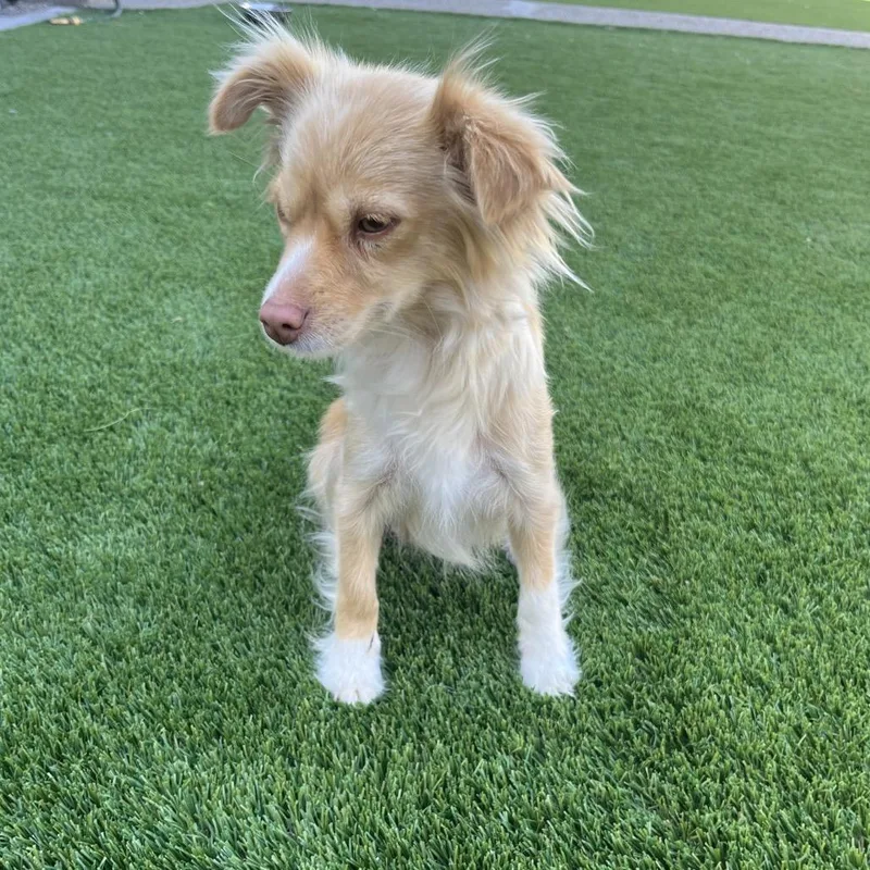 An adult small-sized female White / Cream Spaniel dog named Nova for adoption in Cashmere, WA