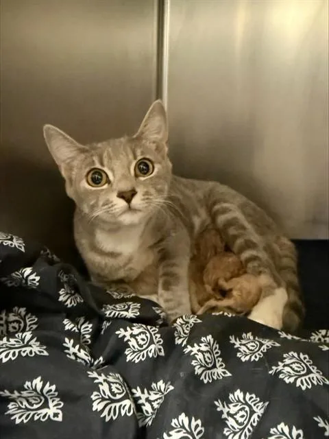 A young small-sized female Domestic Short Hair cat named Minnie for adoption in Riverside, CA