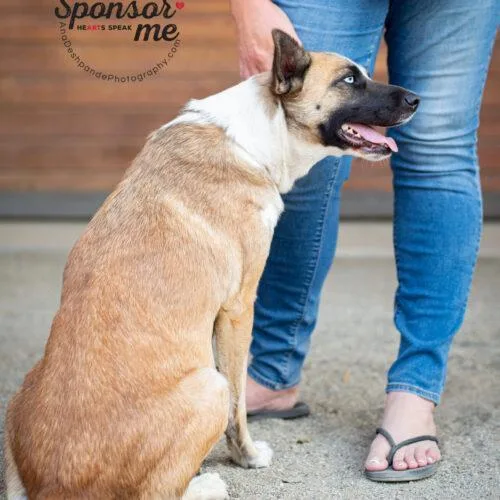 A young medium-sized female Border Collie dog named Camy for adoption in Bakersfield, CA