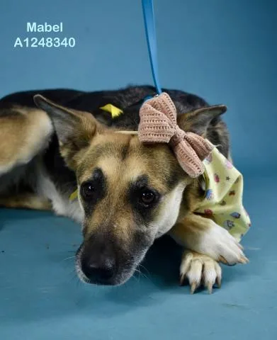 An adult medium-sized female German Shepherd Dog dog named Mabel for adoption in Bakersfield, CA