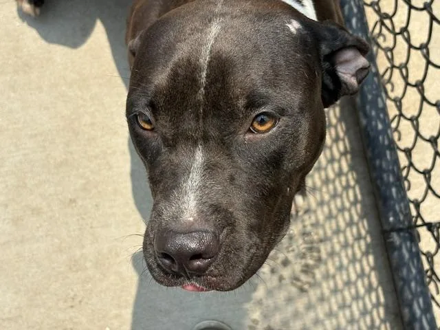 A young large-sized female Pit Bull Terrier dog named August for adoption in Tulsa, OK