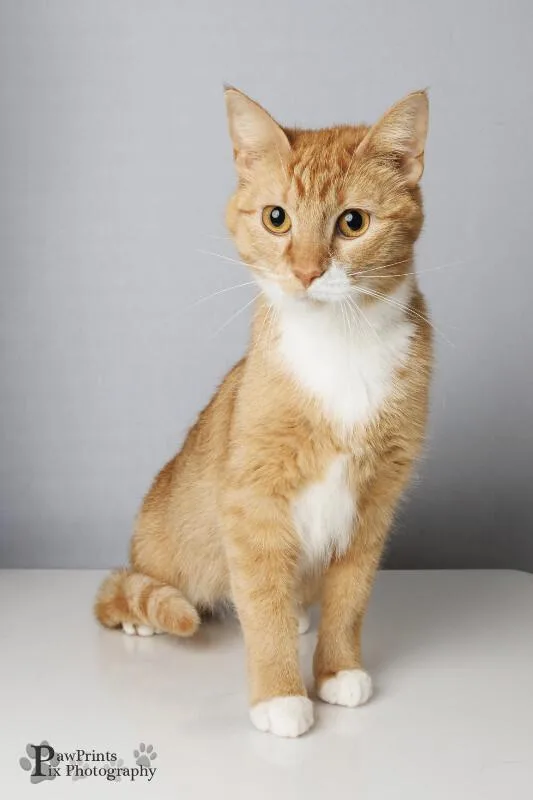 An adult medium-sized female Tabby (Orange / Red) Domestic Short Hair cat named Lowrie for adoption in Maryville, TN