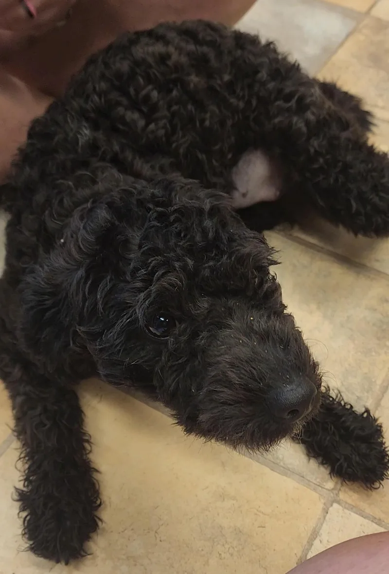 Bessie