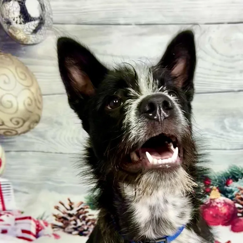A young medium-sized male Black Terrier dog named Pedro for adoption in Franklin, NC