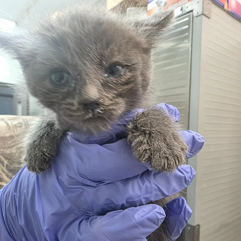 A baby small-sized female Gray / Blue / Silver Domestic Short Hair cat named Koolaid for adoption in Clanton, AL