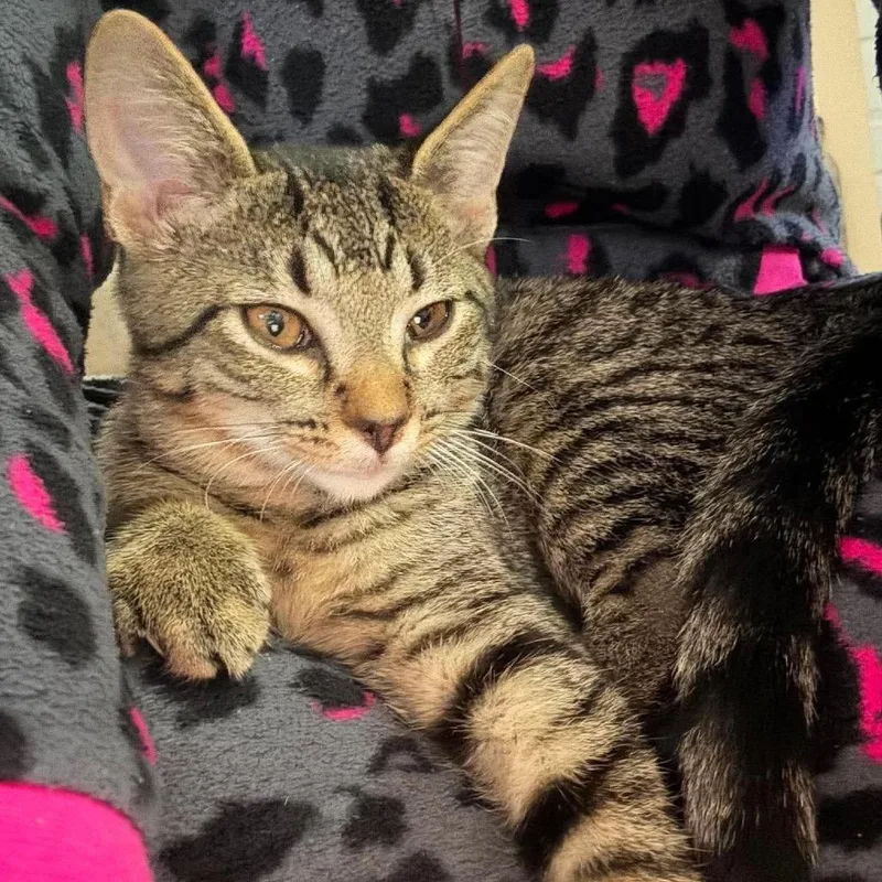 A baby small-sized male Brown / Chocolate Domestic Short Hair cat named Tiger for adoption in Brevard, NC