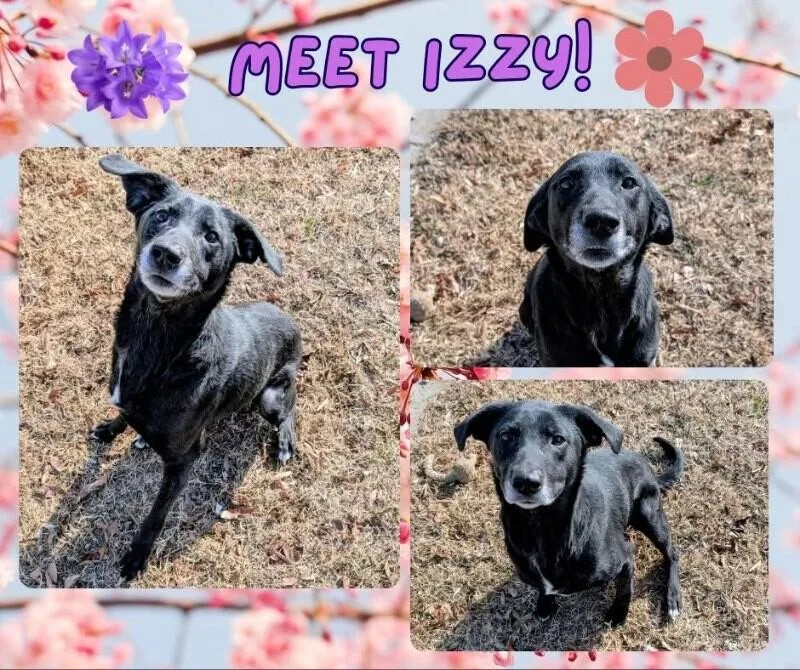 An adult medium-sized female Black Labrador Retriever dog named Izzy for adoption in Colonial Heights, VA