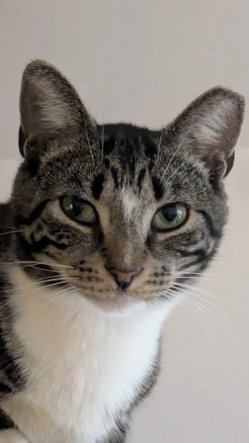 An adult medium-sized male Tabby (Brown / Chocolate) Domestic Short Hair cat named Ziggy for adoption in New York, NY