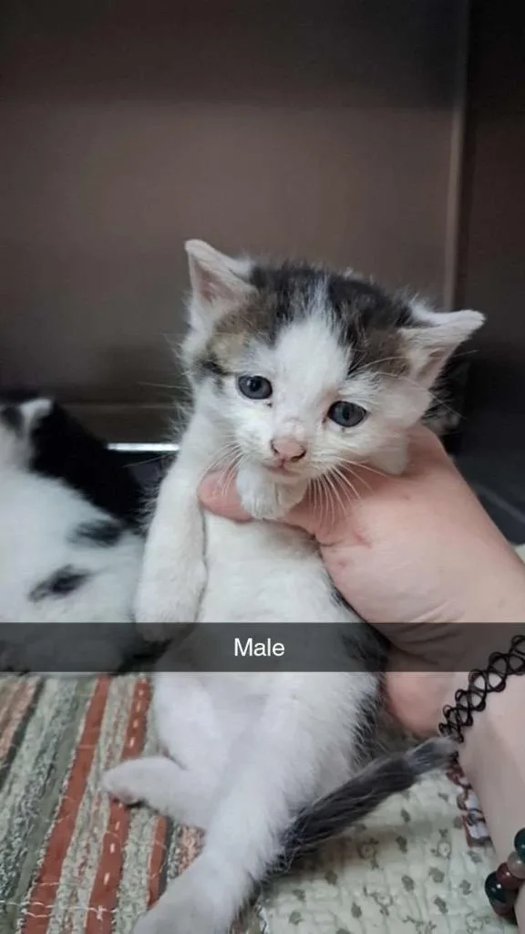 A baby medium-sized male Domestic Short Hair cat named Blaze for adoption in Burnsville, NC
