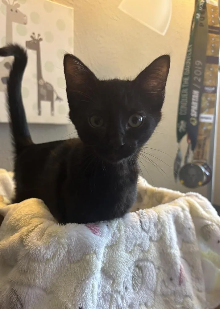 A baby small-sized female Domestic Short Hair cat named Purrty for adoption in Dallas, TX