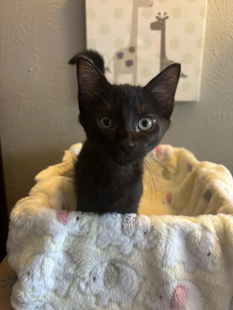 Purrty thumbnail 2