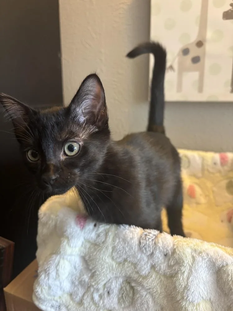 Purrty thumbnail 3