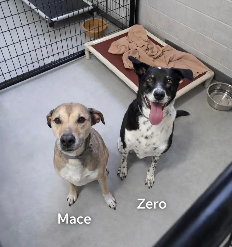 A senior medium-sized male Brown / Chocolate Terrier dog named Mace & Zero for adoption in Momence, IL