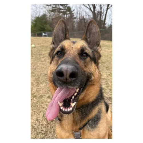 An adult large-sized male Black German Shepherd Dog dog named Floki for adoption in South Burlington, VT