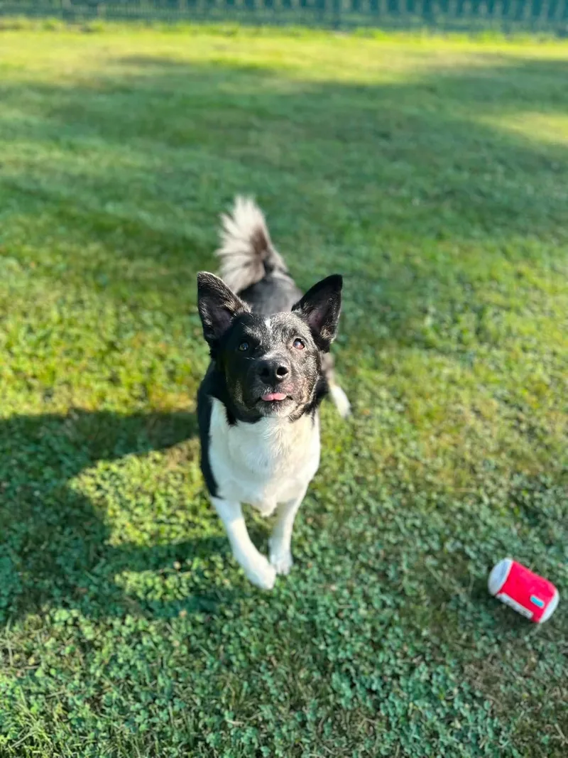 A young medium-sized male Black Mixed Breed dog named Rebel for adoption in Myerstown, PA