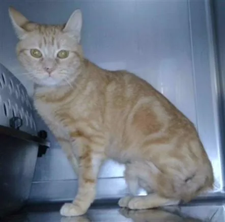 An adult small-sized female Domestic Short Hair cat named Mochi for adoption in Baldwin Park, CA